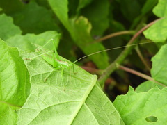 Neobarrettia sinaloae