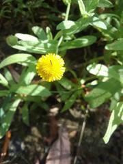 Pulicaria paludosa