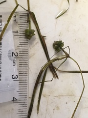 Potamogeton foliosus