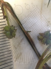 Potamogeton foliosus