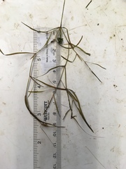 Potamogeton foliosus