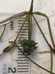 Potamogeton foliosus