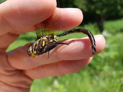 Somatochlora hineana