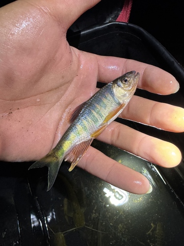 Opsariichthys duchuunguyeni