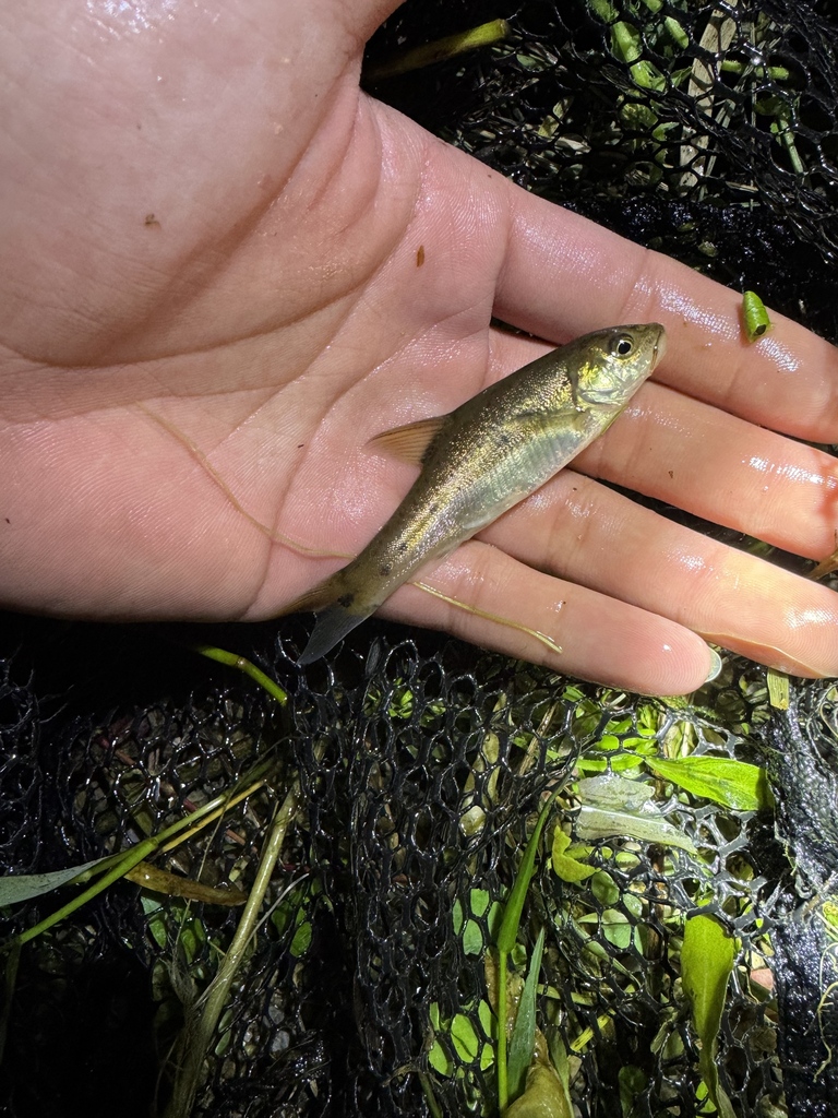 Sinocyclocheilus malacopterus