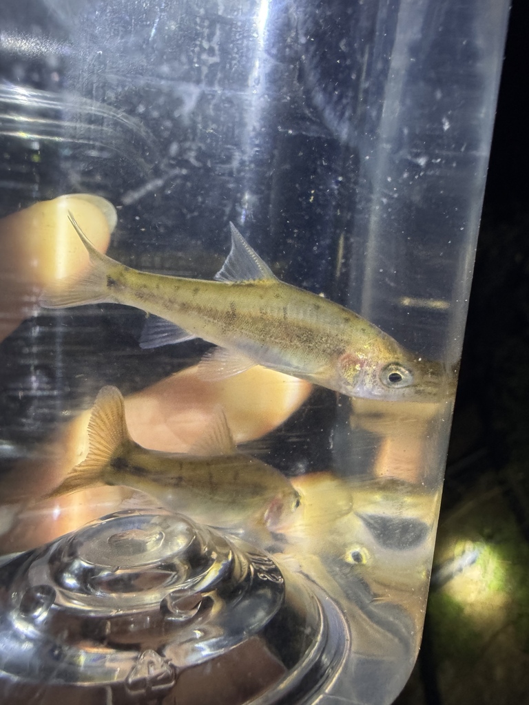 Golden-line barbel (Sinocyclocheilus grahami) — Cyprinidae