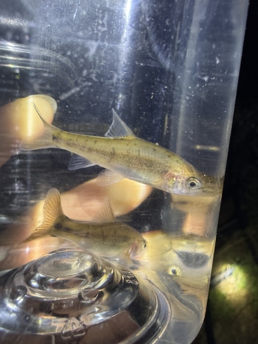 Golden-line barbel (Sinocyclocheilus grahami) — Cyprinidae