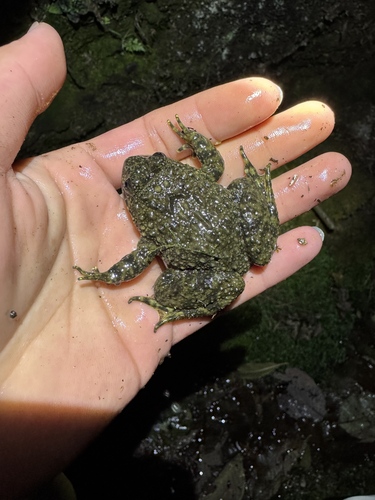 Verrucosa Spiny Frog