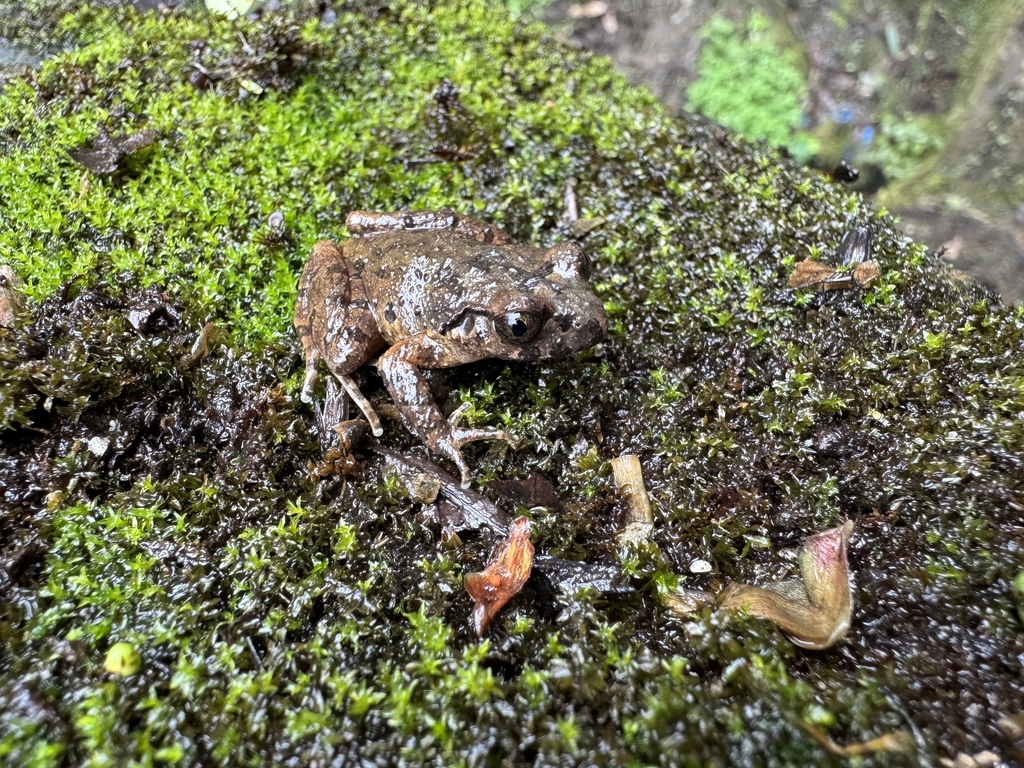 Leptobrachella pingbianensis