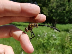 Somatochlora hineana