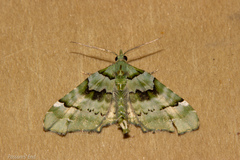 Elvia glaucata