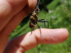 Somatochlora hineana