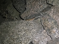 Sceloporus grandaevus