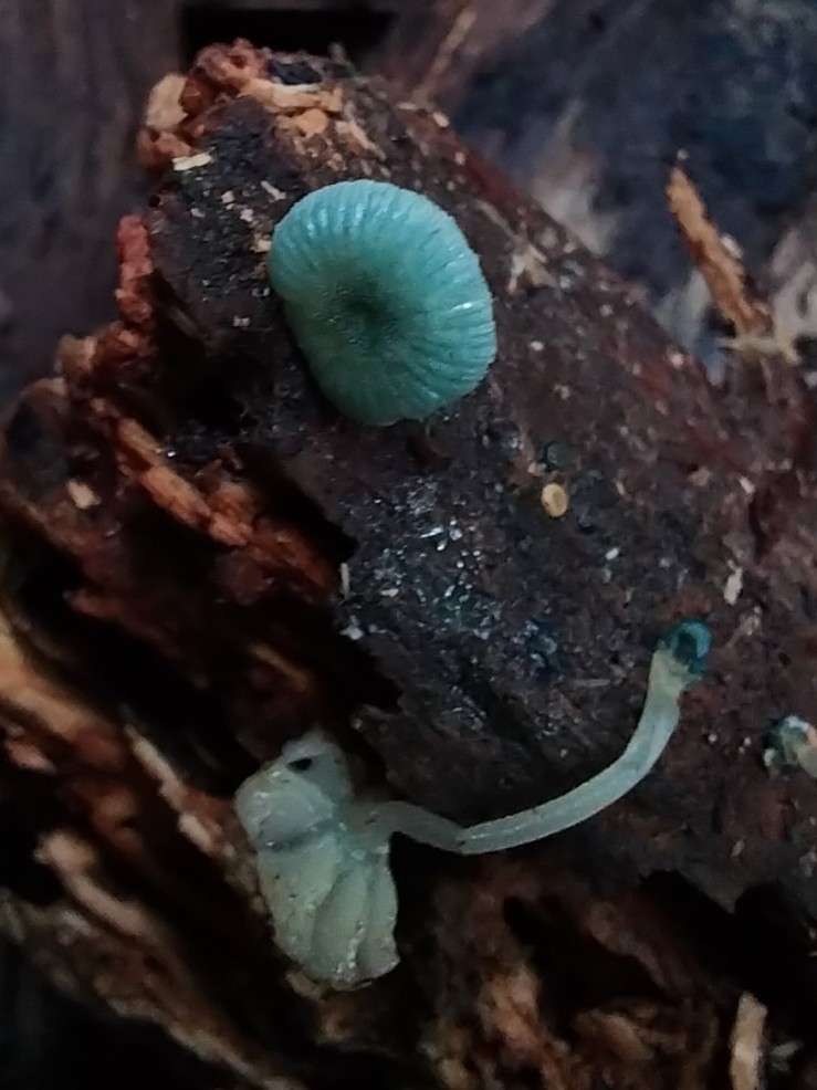 Mycena interrupta · April 2025 · photo: © kiwialli (iNaturalist, cc-by)