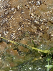 Pectinatella magnifica