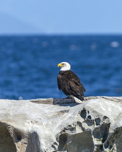 Bald Eagle