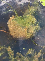 Pectinatella magnifica