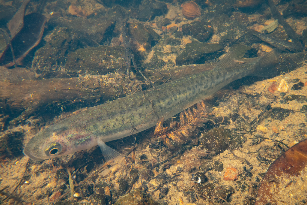 Common Galaxias