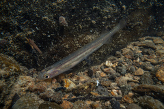 Common Galaxias photo 2
