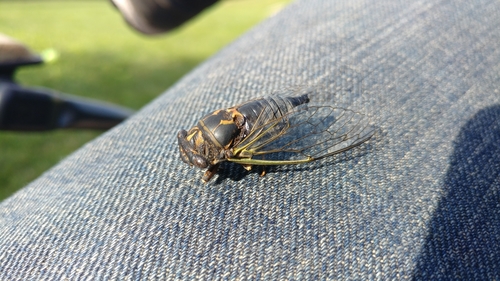 Northern Dog-day Cicada photo 6
