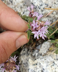 Monardella odoratissima