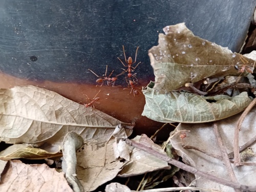 Asian Weaver Ant