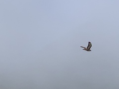 Buteo buteo rothschildi
