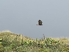 Buteo buteo rothschildi