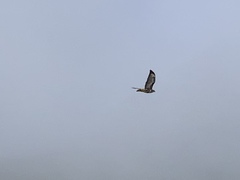 Buteo buteo rothschildi
