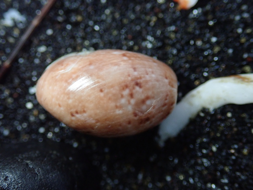 Ampulle bubble
