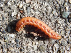Pamphilioidea