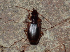 Cymindis