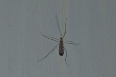 Rhipidia maculata
