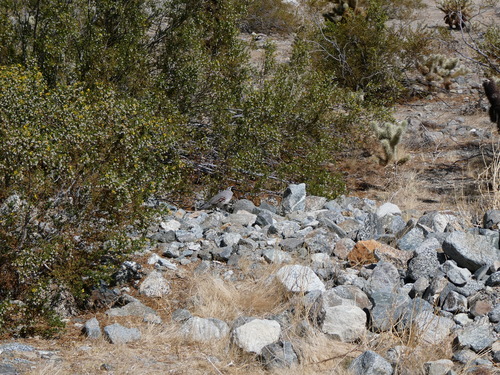 iNaturalist observation photo of Gambel's Quail