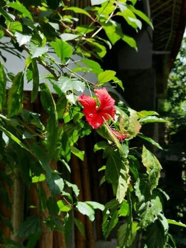 Red Hibiscus