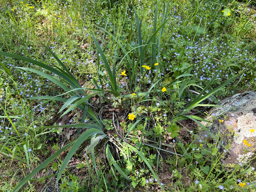 Iris munzii