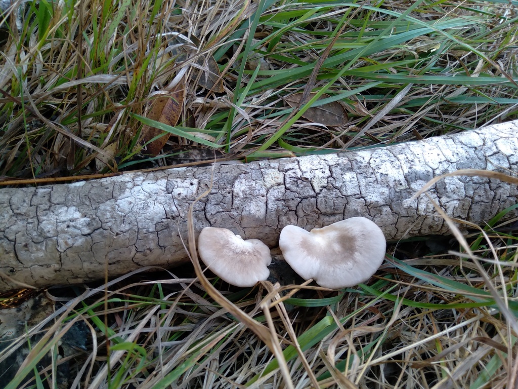 Pleurotus parsonsiae · March 2025 · photo: © bethmaree (iNaturalist, cc-by)