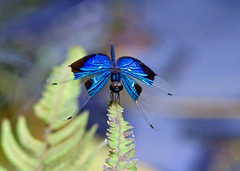 Rhyothemis resplendens