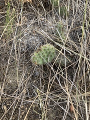 Opuntia polyacantha