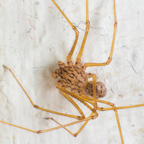 Scytodes univittata