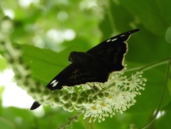 Polygonus leo arizonensis