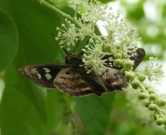 Polygonus leo arizonensis