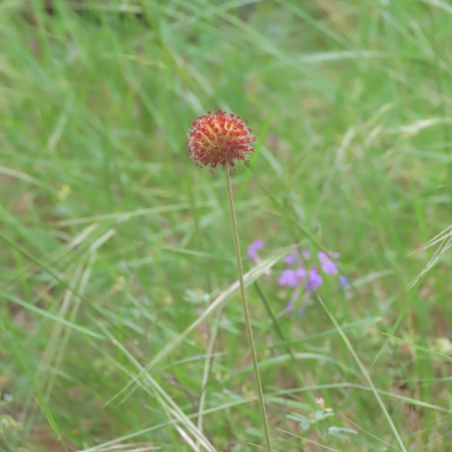 Image of Gaillardia suavis by (c) Suanne Pyle, some rights reserved (CC BY)