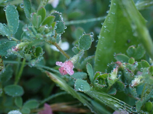 iNaturalist observation photo of Short-flower Deervetch