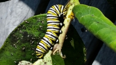 Danaus plexippus
