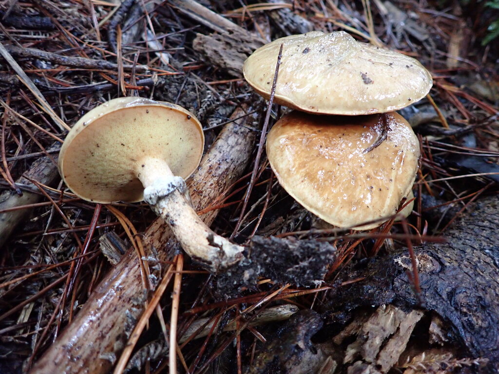 Suillus salmonicolor · April 2025 · photo: © bethmaree (iNaturalist, cc-by)