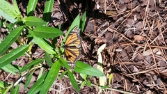 Danaus plexippus