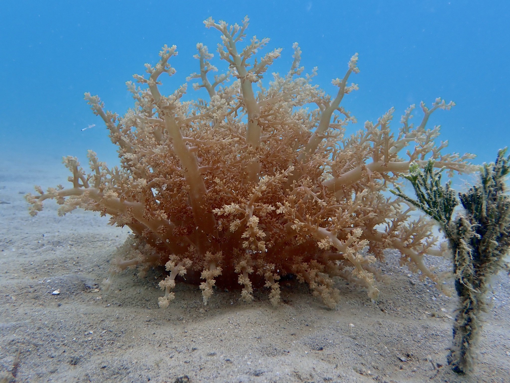 Actinodendron arboreum (Quoy & Gaimard, 1833)