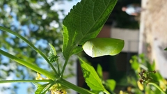 Danaus plexippus