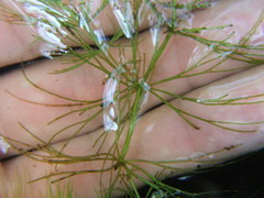 Ceratophyllaceae